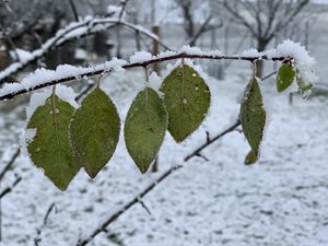 Listí – barevná fotografie zasněžené větvičky na pozadí zasněženého trávníku a stromů, dolů z ní visí několik zelených listů