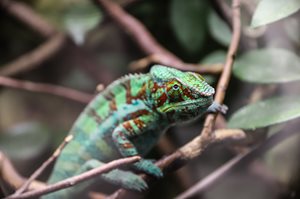 barevná fotografie, na větvičce s několika listy v pozadí sedí chameleon